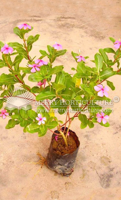 Vinca rosea